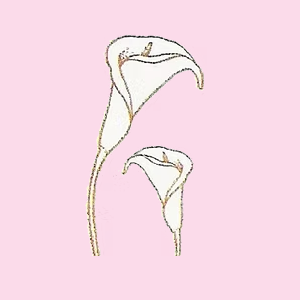 The Floral Boutique Ltd